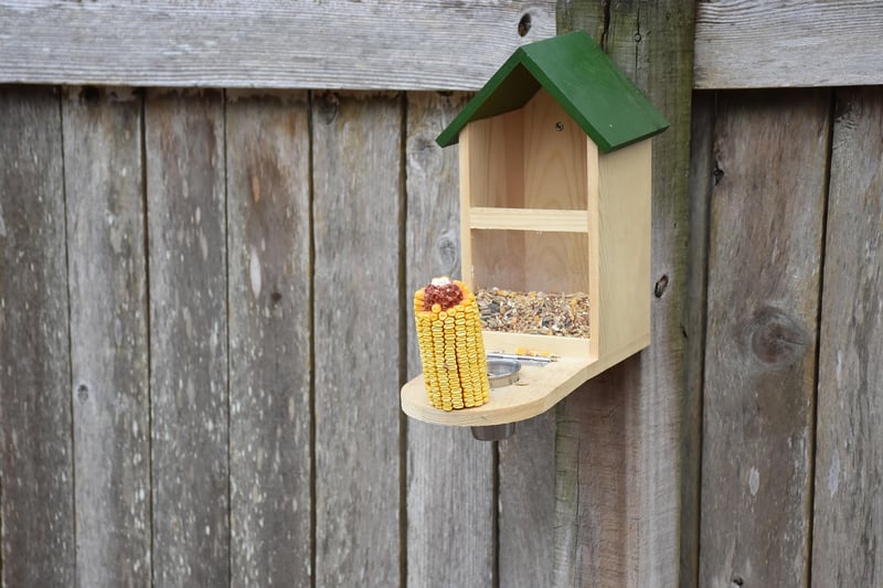 DIY bird feeders