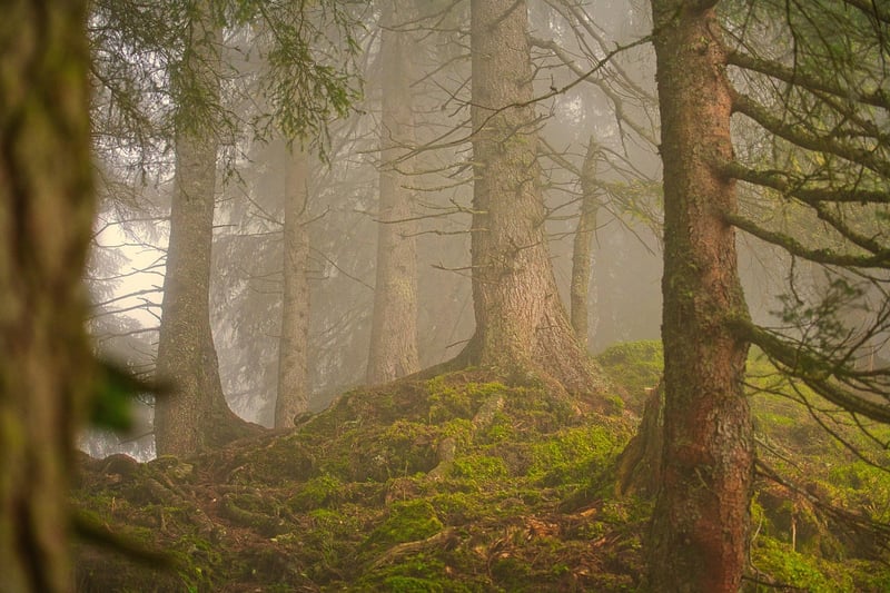 Nature scavenger hunt